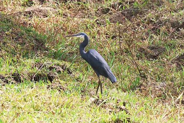 Western Reef Heron